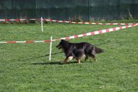 Hunde auf der Wiese beim Training Kottgeisering und Umgebung in der Hundeschule Amperland