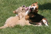 Welpenhunde auf einer Wiese in Starnberg und Umgebung in der Hundeschule Amperland