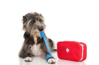 Ein Hund mit einem Erste Hilfeverbandskasten in Kottgeisering und Umgebung an Hundeschule Amperland